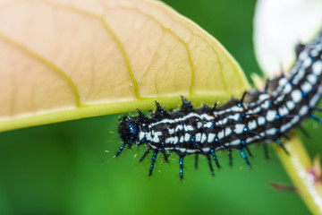 color butterfly worm