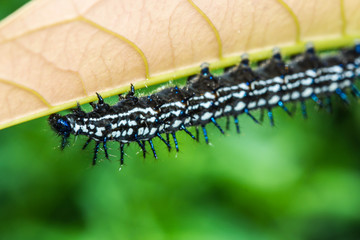 color butterfly worm