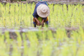 Naklejka na ściany i meble Thai farmer growing rice in Northern of Thailand