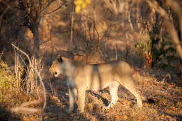 young lion hunting