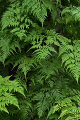 natural low-key leaf background, natural background, garden bush
