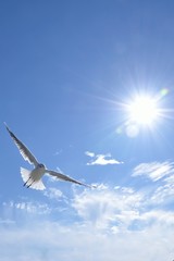 青色の空を飛ぶ白色の鳥 © tamayura39