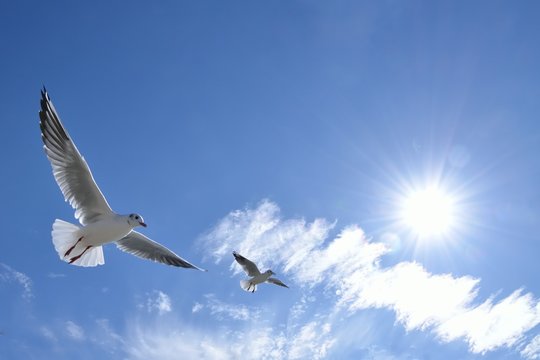 青色の空を飛ぶ白色の鳥