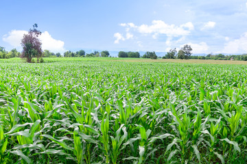 Fototapeta na wymiar Corn field in morning.