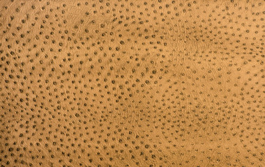 animal skin texture