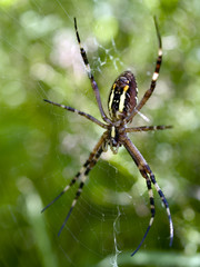 Female of Argiope bruennichi, the wasp spider, ventral view