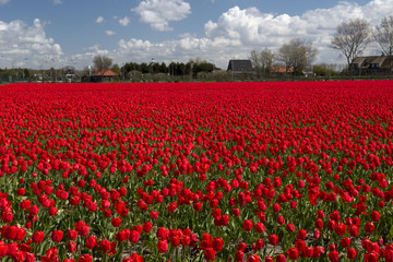 Tulip Culture,  North Holland