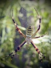Female of Argiope bruennichi, the wasp spider, dorsal view