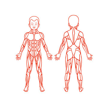Anatomy of children muscular system, exercise and muscle guide