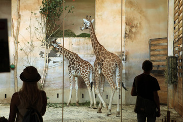 Naklejka premium PRAGUE, CZECH REPUBLIC - JUNE 2, 2015: Visitors look at the Rothschild's giraffes (Giraffa camelopardalis rothschildi) at Prague Zoo, Czech Republic.