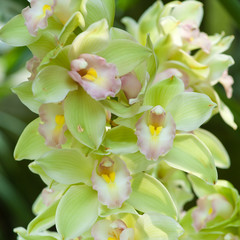 cymbidium orchid