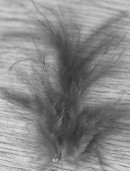 feather of a bird on a wooden background