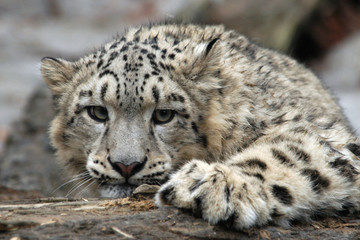 Snow leopard (Panthera uncial). .