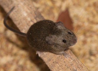 mouse on the piece of wood