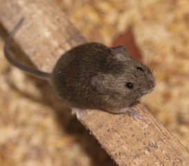 mouse on the piece of wood