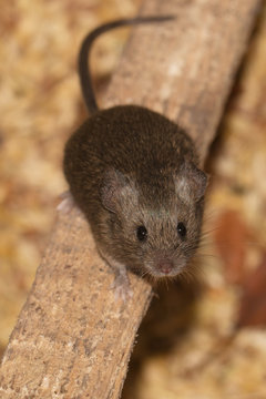mouse on the piece of wood