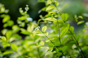 Fototapeta na wymiar Beautiful green leaves