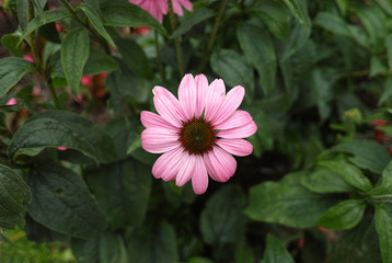 pink flower