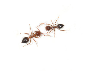 ants on a white background