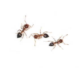 ants on a white background