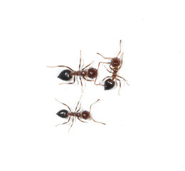 ants on a white background