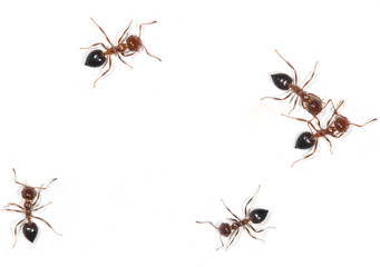 ants on a white background