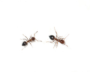 ants on a white background