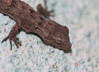 small lizard on a rock