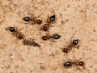 ants on a brown wall