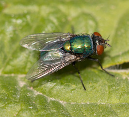 fly on a leaf
