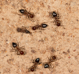 ants on a brown wall