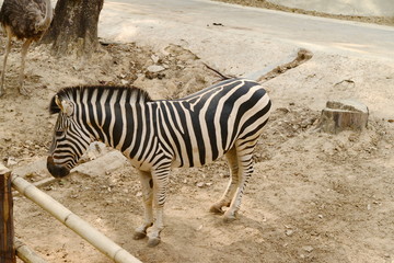 Obraz premium Young zebra walking in zoopark