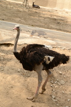 Black ostrich in zoopark