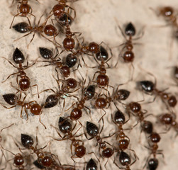 ants on the wall