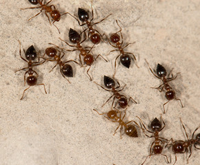 ants on the wall