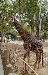 Huge giraffe walking in zoopark