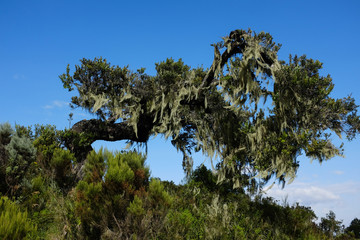 Beautiful tree, in Mount Meru climbing, Tanzania