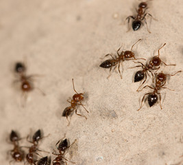 ants on the wall