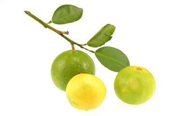 Lemon green in Thailand garden on a white background.