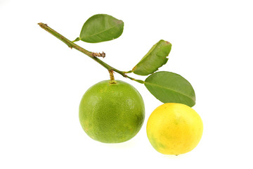 Lemon green in Thailand garden on a white background.