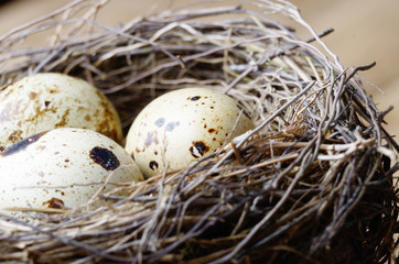 Nest with quail eggs