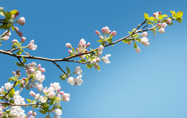 apple blossom on a branch