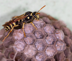 wasp macro