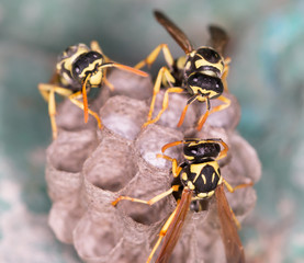 wasp macro