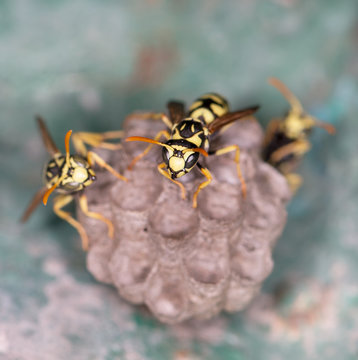 wasp macro