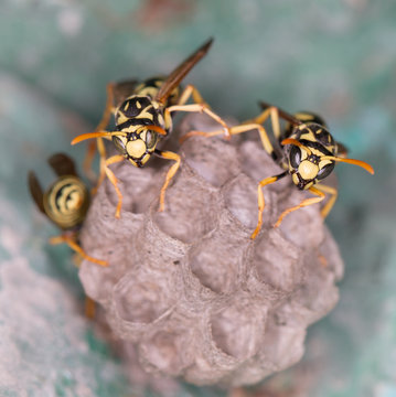 wasp macro
