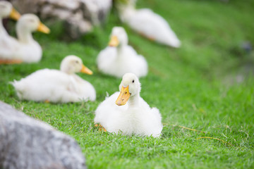 white duck
