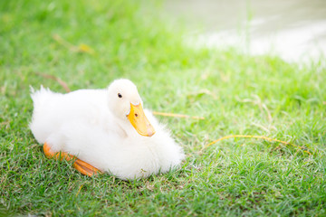 white duck