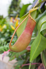  Nepenthes