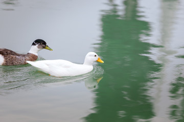 white duck